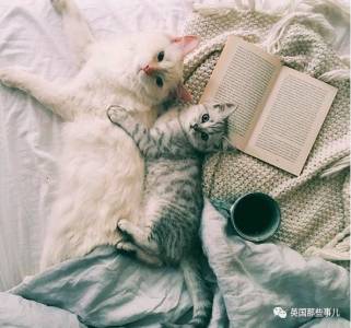 一張舒服單人床，兩隻貓，這個柏林妹子一個人也把生活過成了詩…