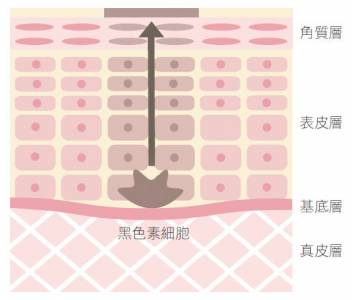 暗沉 斑點通通OUT！初春透亮肌養成