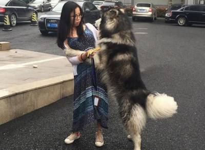 雪橇犬在大街上迷路嚇壞看見有人靠近就會攻擊他們，但是牠發現藍裙女孩時卻突然對她做了「這個動作」！大家都看傻了…